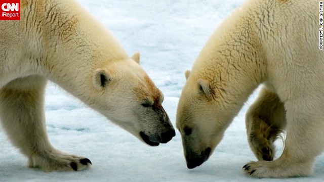 140529150629-polar-bears-irpt-horizontal-gallery.jpg