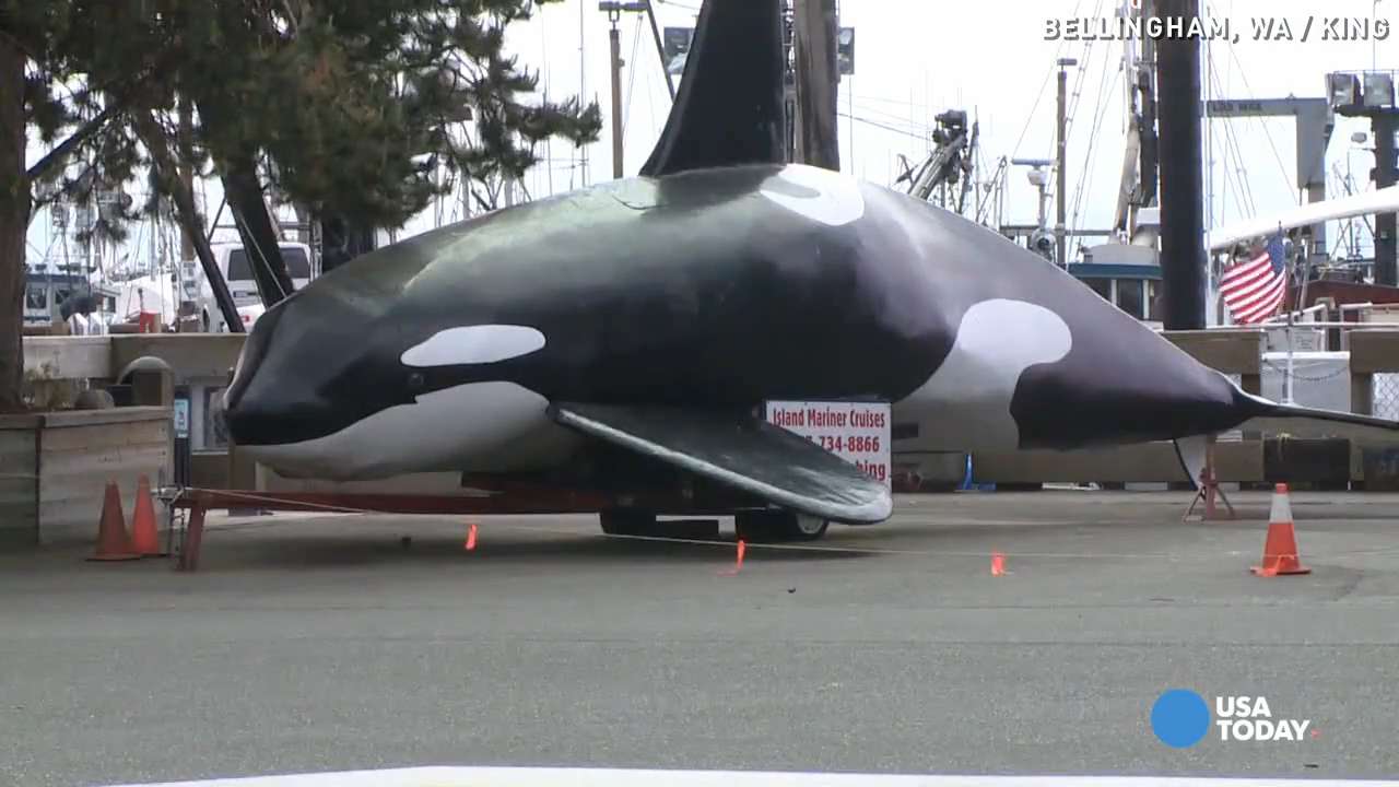 29906170001_4254686554001_video-still-for-video-4254561253001.jpg