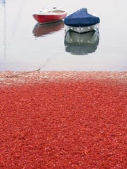 635704091122505568-AP-Tiny-Crabs-Invasion.1.jpg