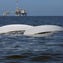 635657242931315531-AP-Sailboats-Capsize-Sailors-Missing.jpg