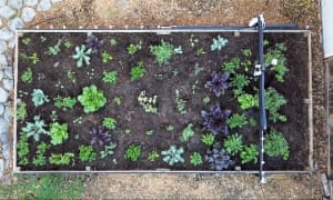 An overhead view of a raised bed with a remote-controlled gantry overhead.
