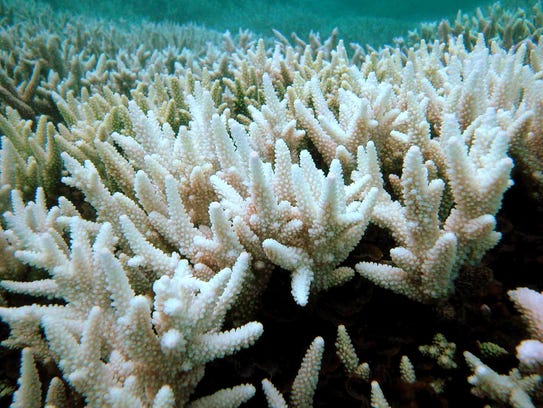 635967362131424719-AFP-AUSTRALIA-CLIMATE-WARMING-SCIENCE-CORAL.jpg
