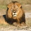 635738838579827895-AP-Zimbabwe-Lion-Killed-001.jpg