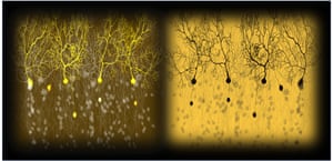 Weird and Wonderful category, third prize Weird and Wonderful category, third prize