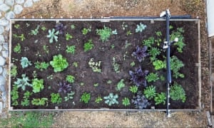 An overhead view of a raised bed with a remote-controlled gantry overhead. An overhead view of a raised bed with a remote-controlled gantry overhead.